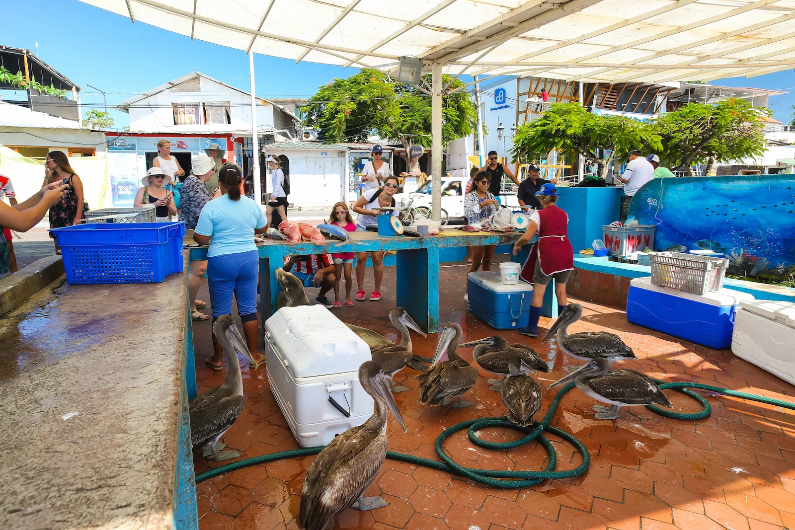 2018 GALAPAGOS DAY 7 Puerto Ayora Streets-13.JPG