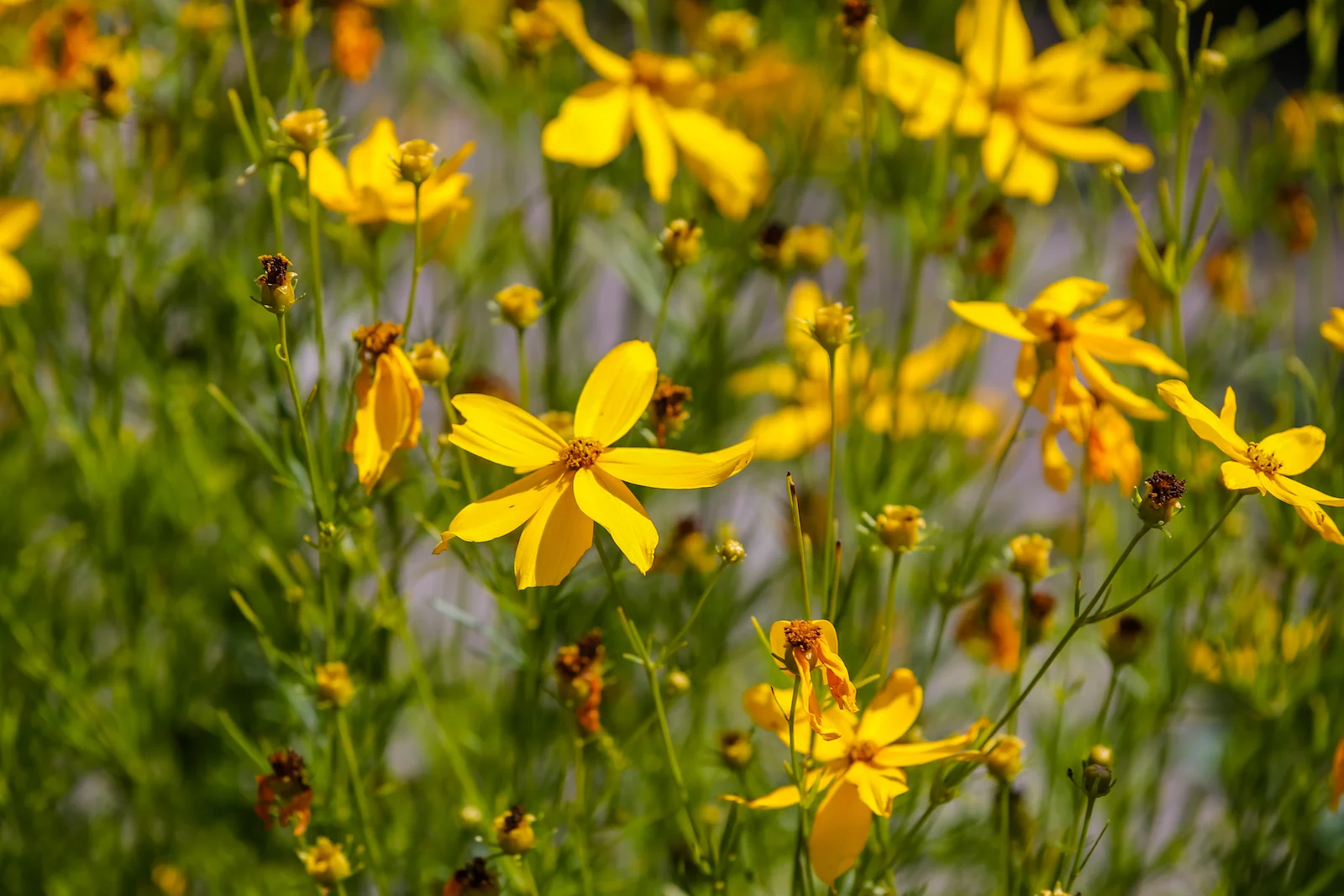 2018 EUROPE COPENHAGEN-59.JPG