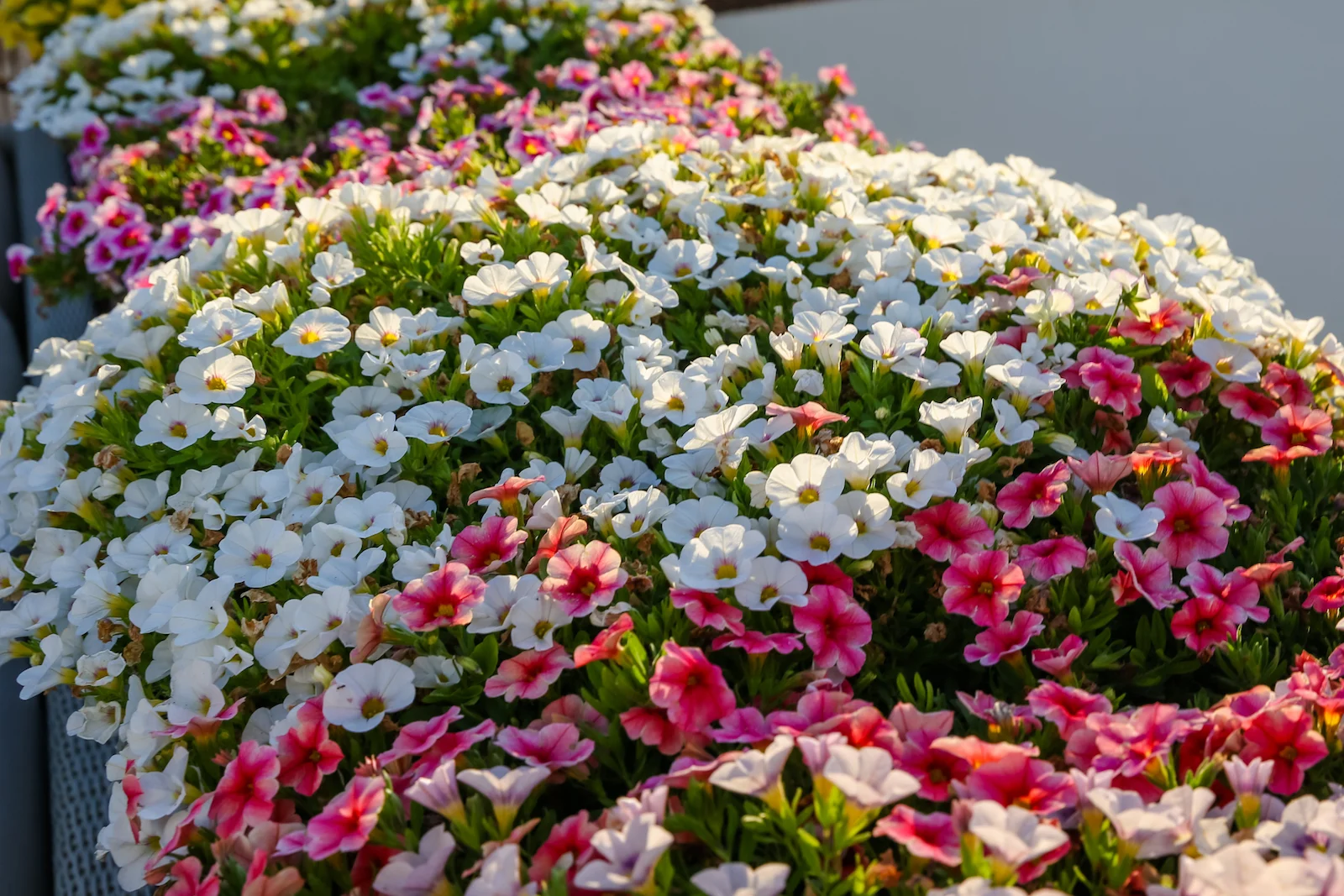 2018 EUROPE MALLORCA-46.JPG