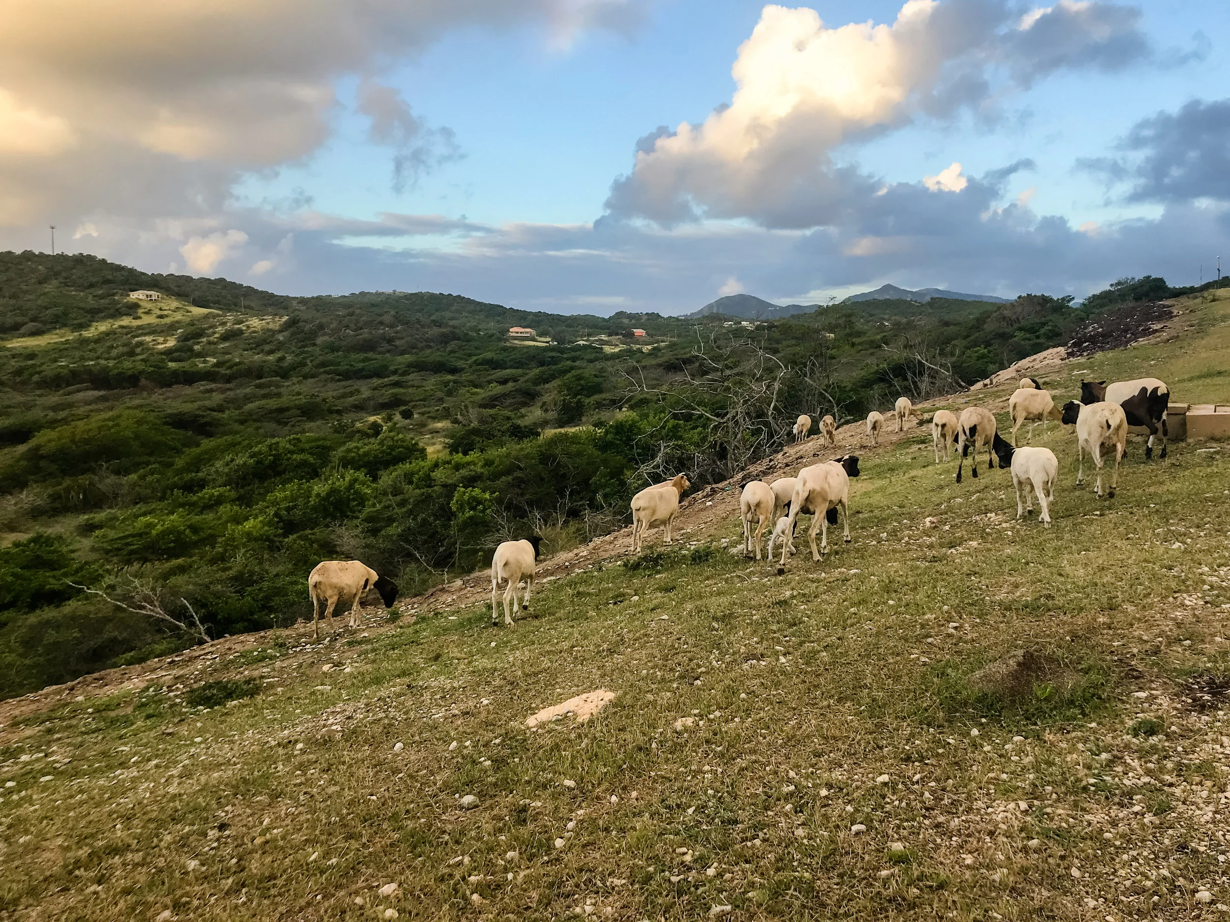 2018 ANTIGUA-62.JPG