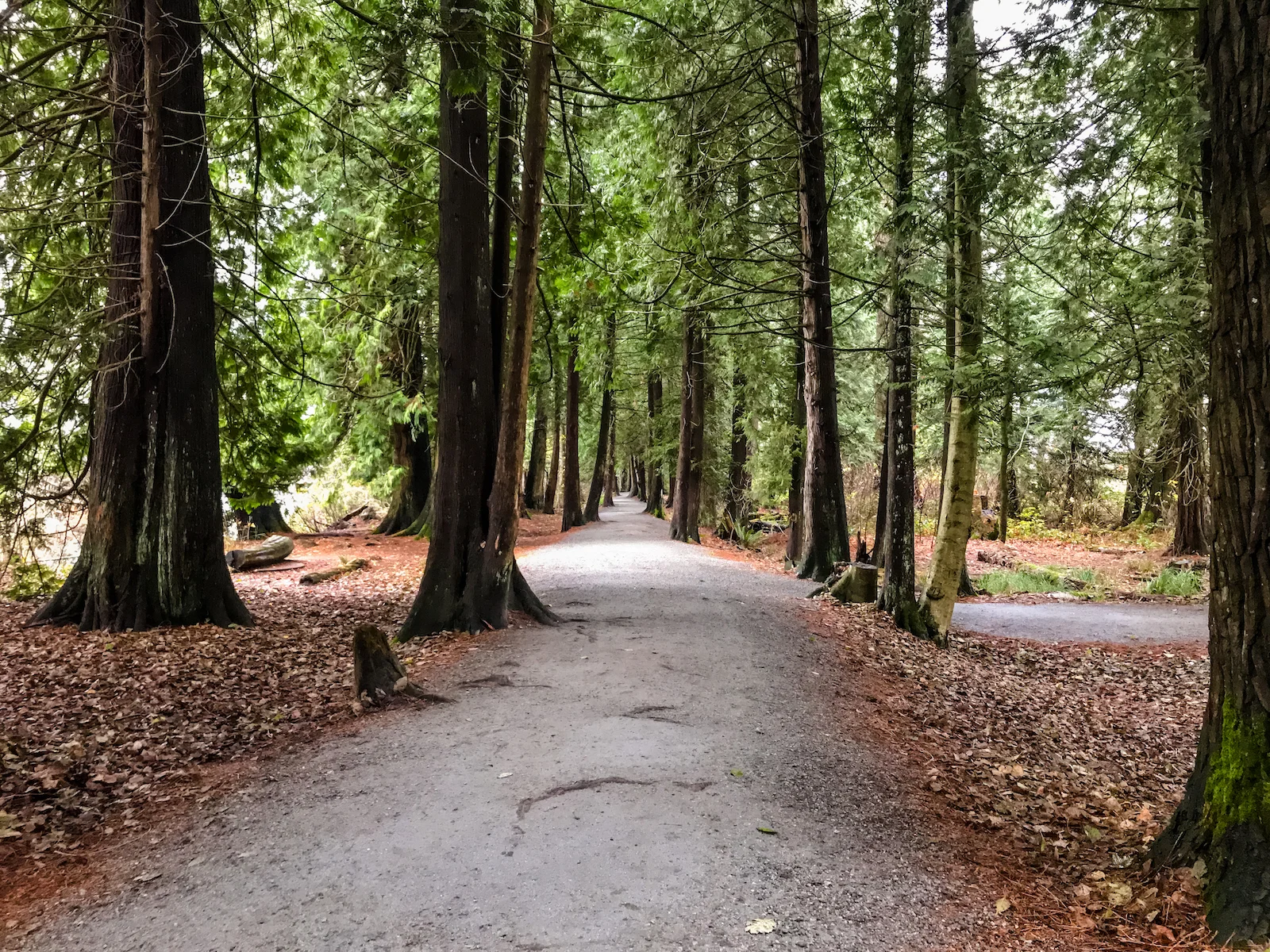 2018 Pitt Meadows-16.JPG