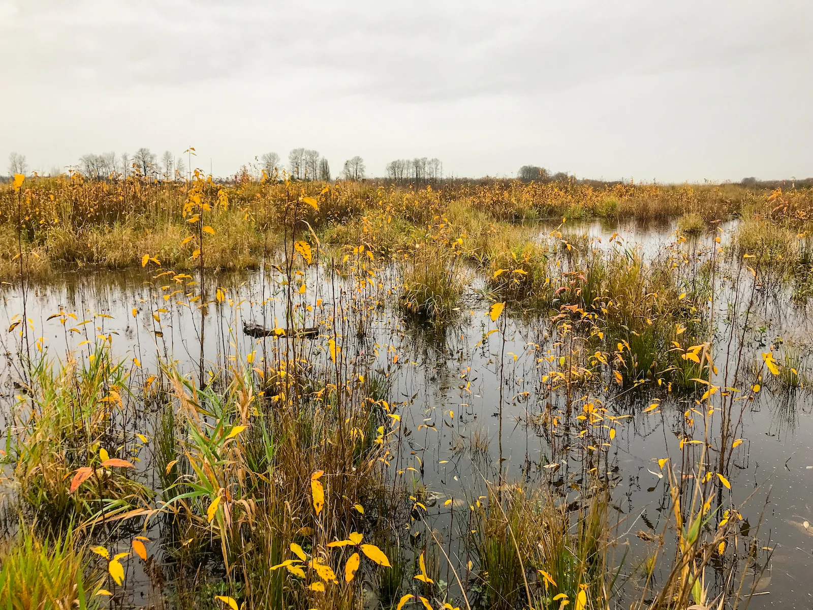 2018 Pitt Meadows-22.JPG