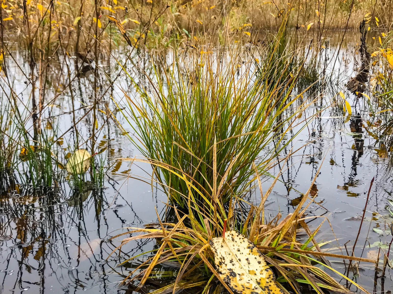 2018 Pitt Meadows-24.JPG