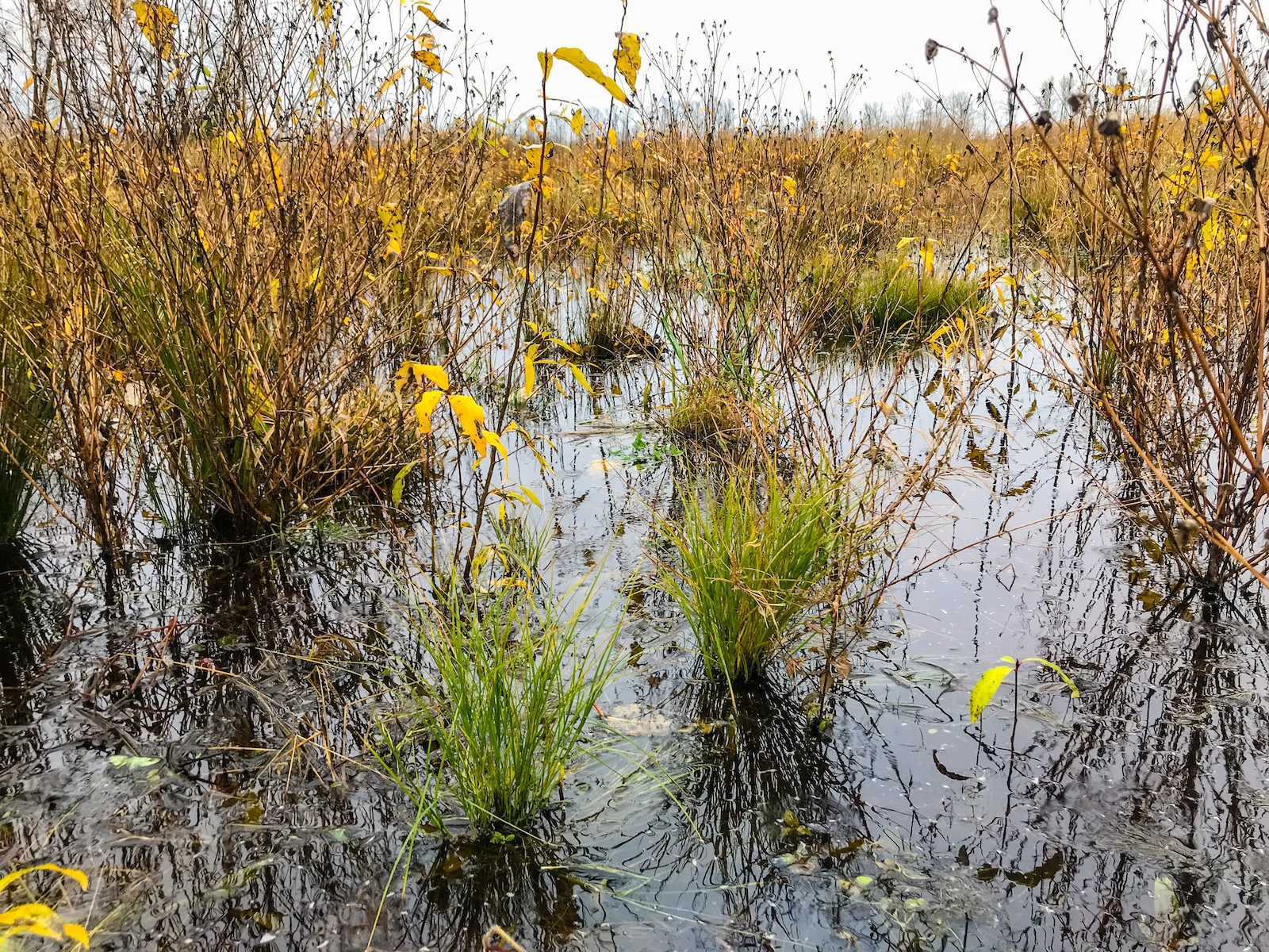 2018 Pitt Meadows-25.JPG