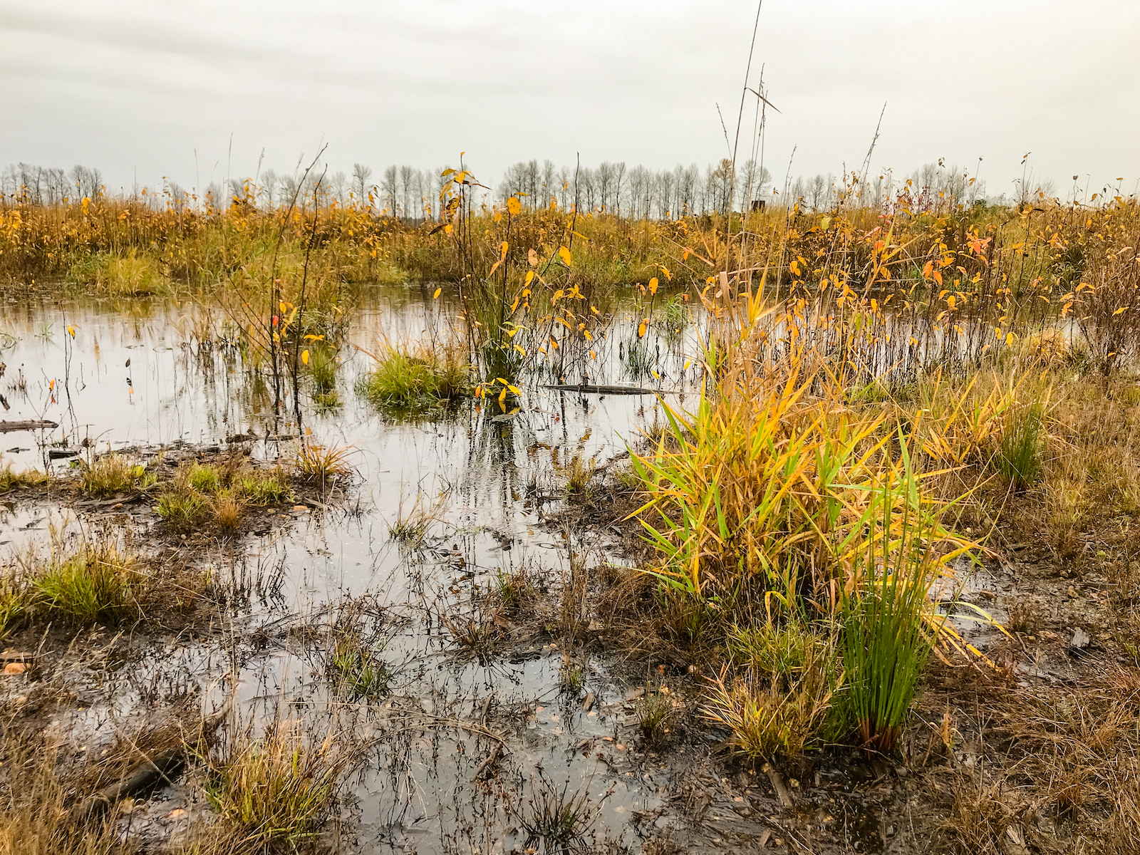 2018 Pitt Meadows-26.JPG