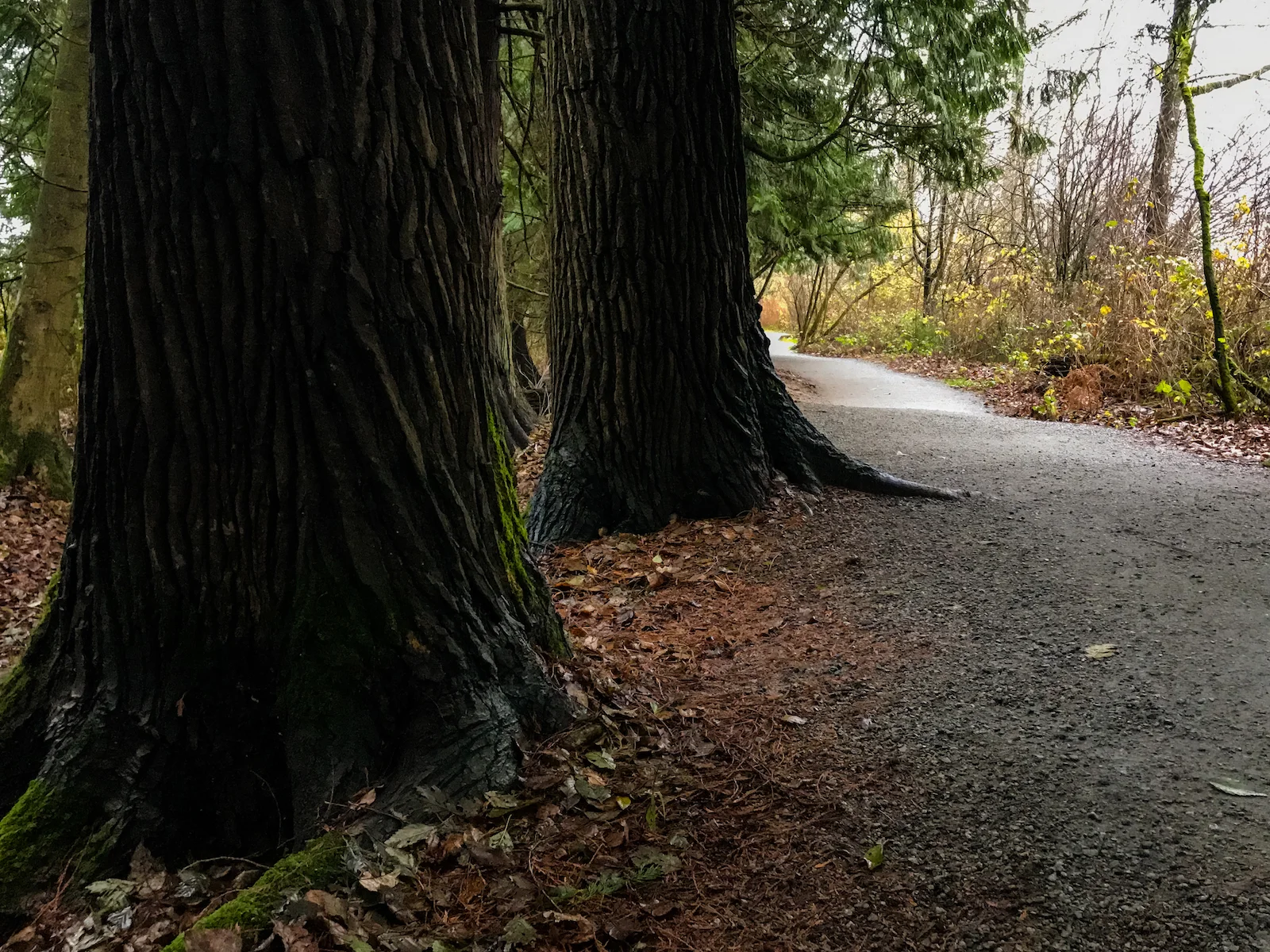 2018 Pitt Meadows-28.JPG