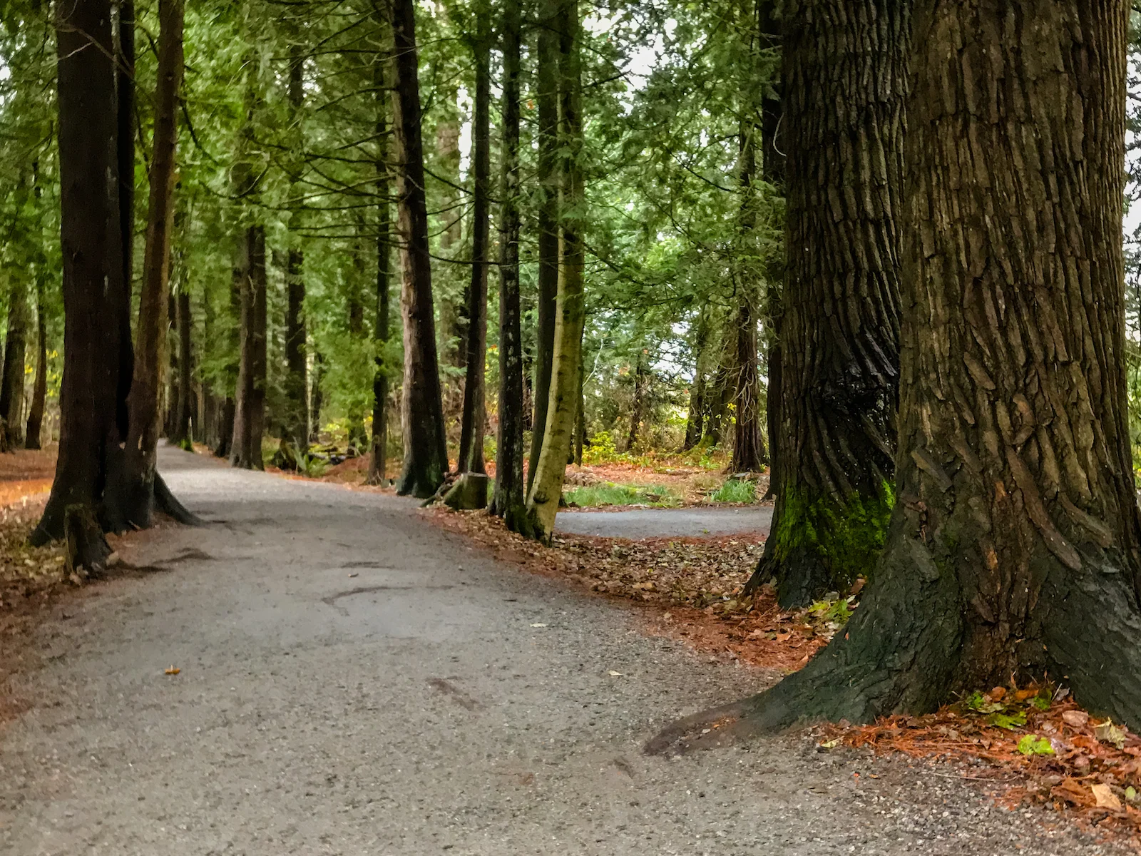 2018 Pitt Meadows-29.JPG