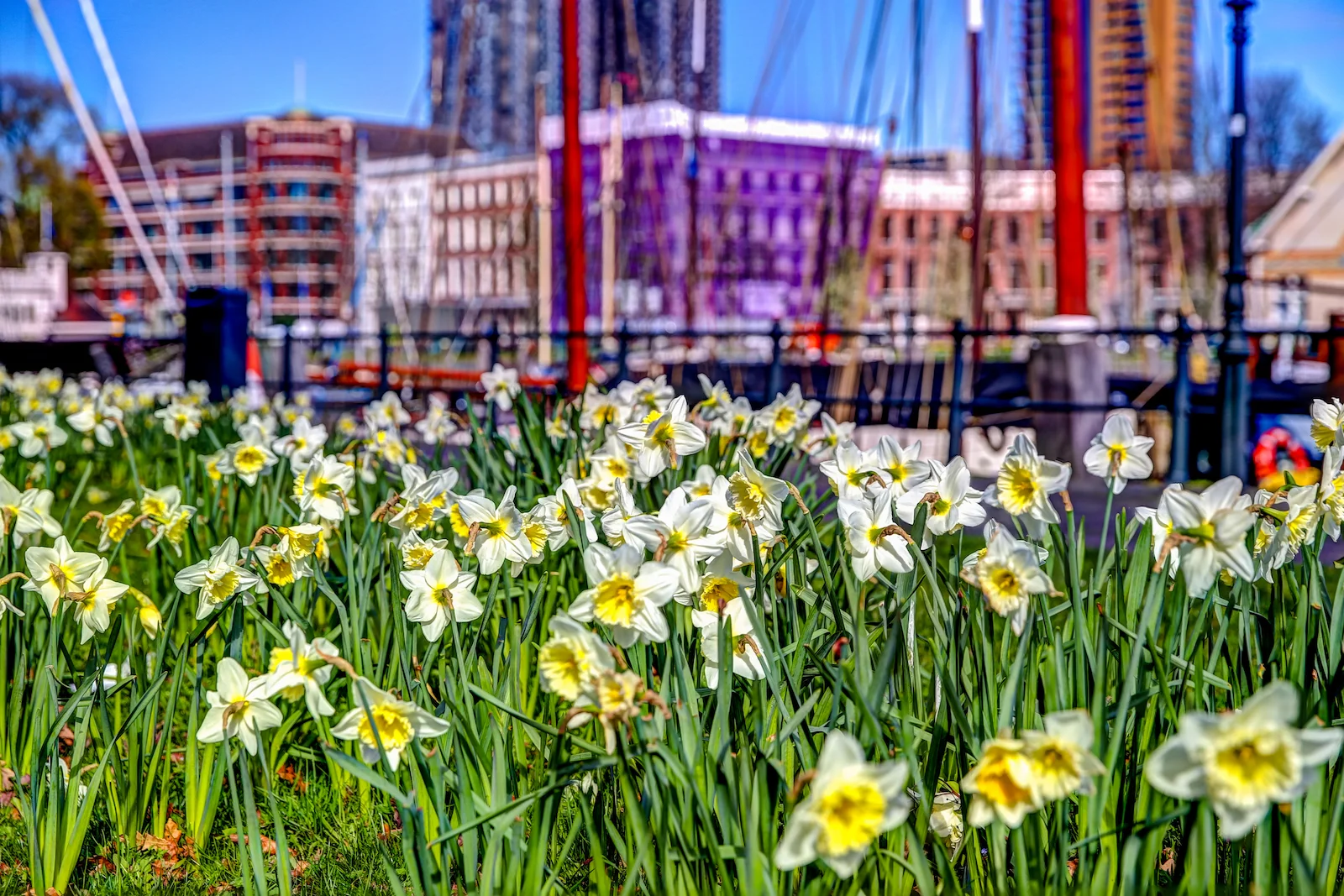 2019 ROTTERDAM-5.JPG