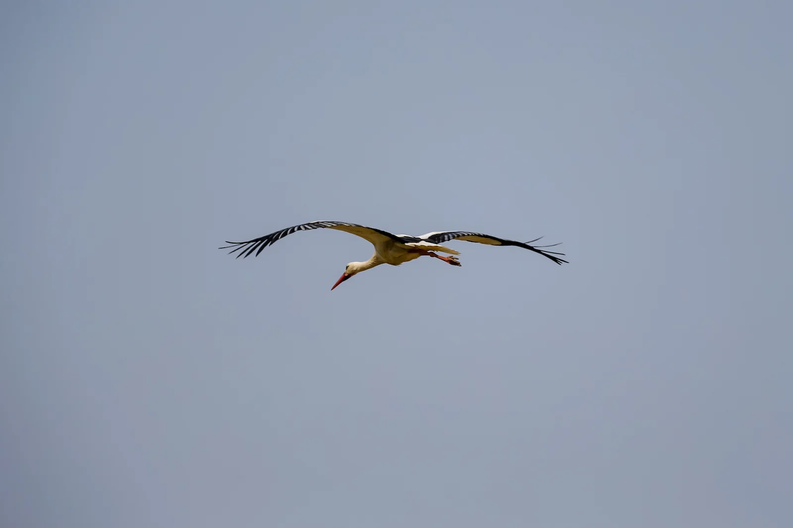 2019 DRIVE TO FES VOLUBILIS-24.JPG