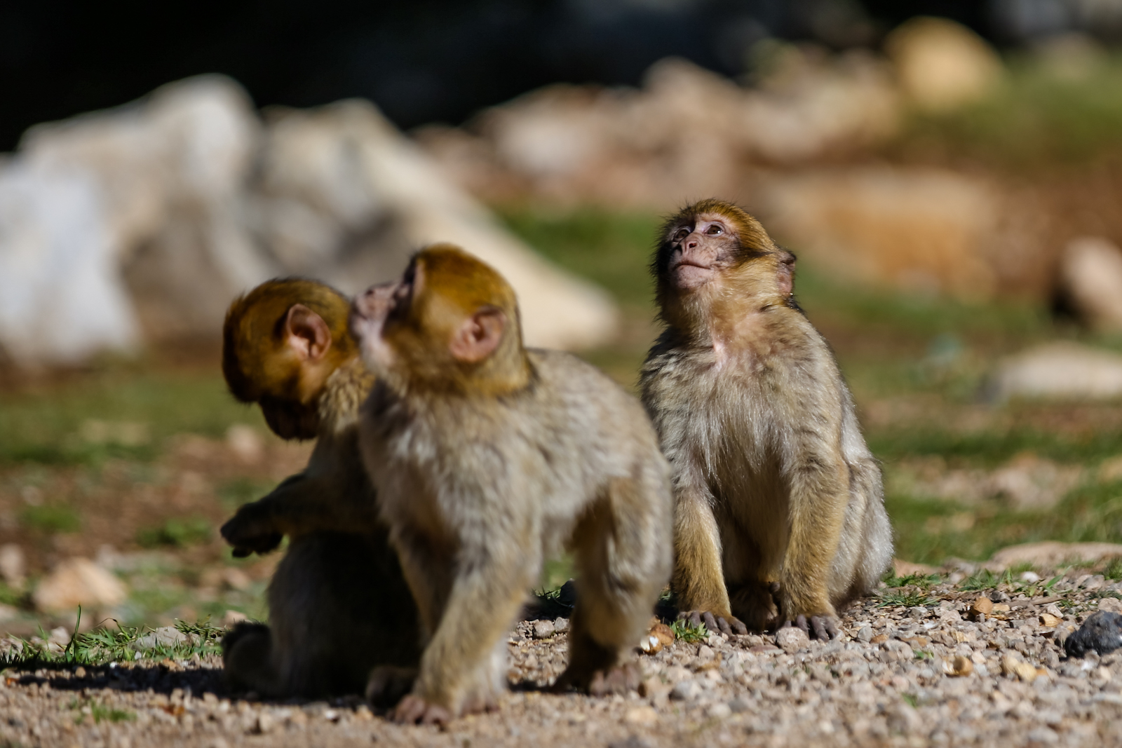 2019 DRIVE TO DESERT-9.JPG