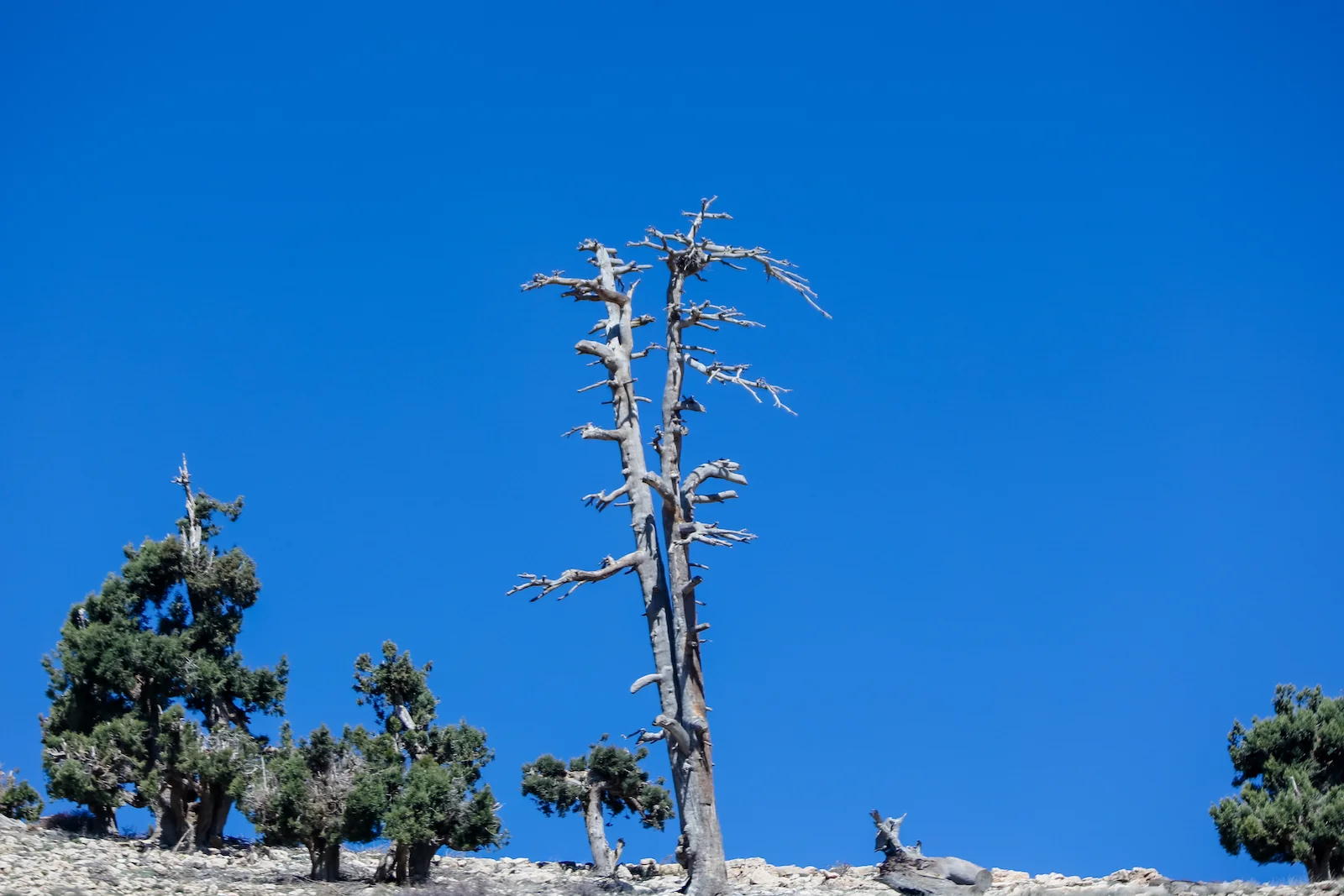 2019 DRIVE TO DESERT-20.JPG