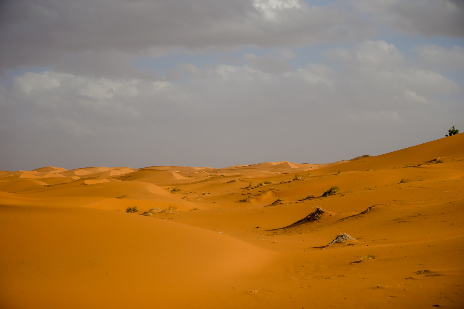2019 DESERT-8.JPG