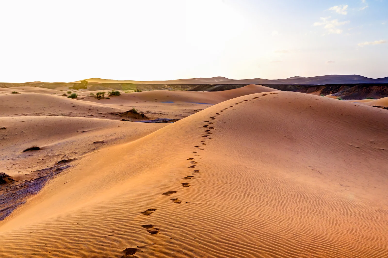 2019 DESERT-27.JPG