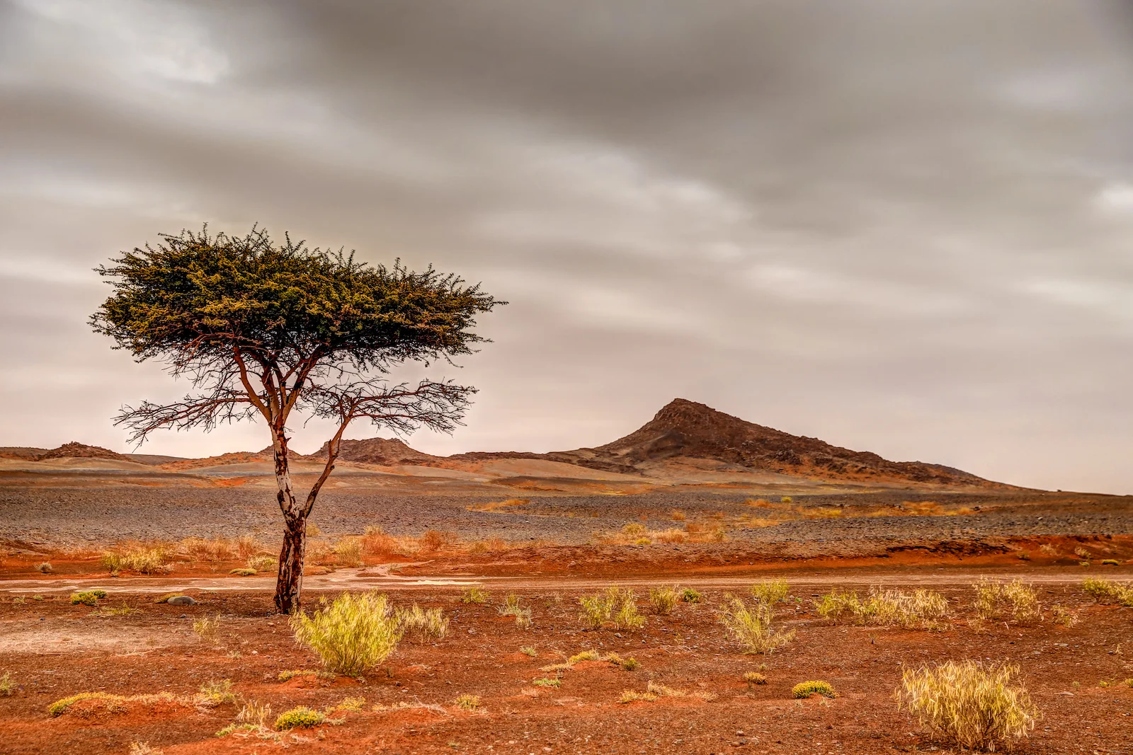 2019 DESERT-45.JPG