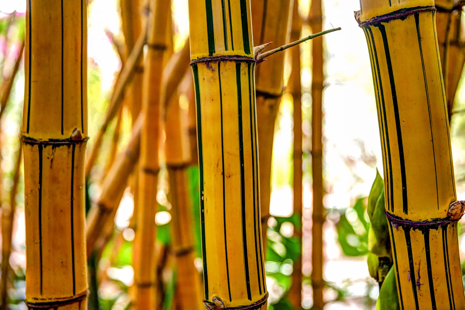 2019 MARRAKECH YSL GARDENS AND MUSEUM-4.JPG