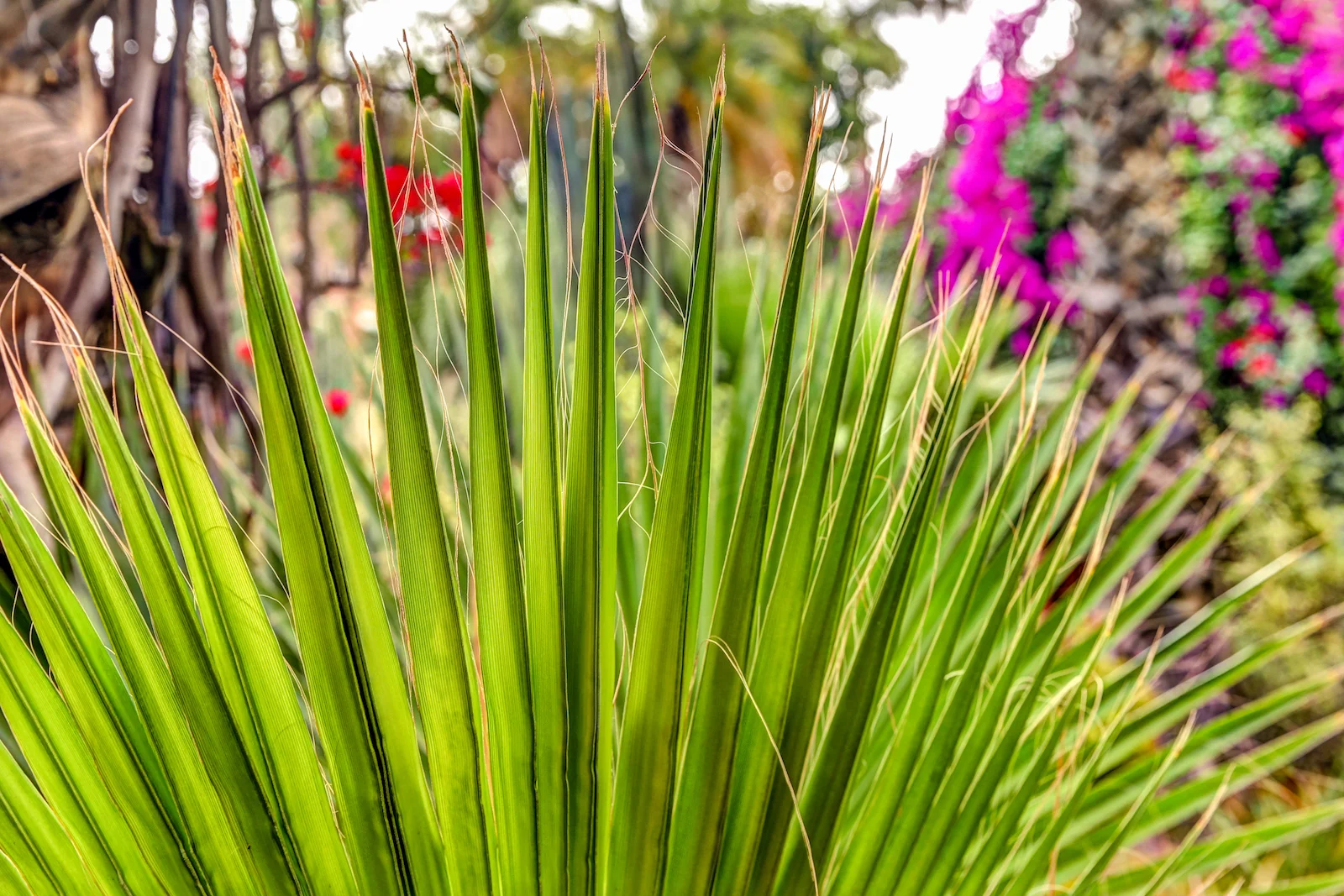2019 MARRAKECH YSL GARDENS AND MUSEUM-8.JPG