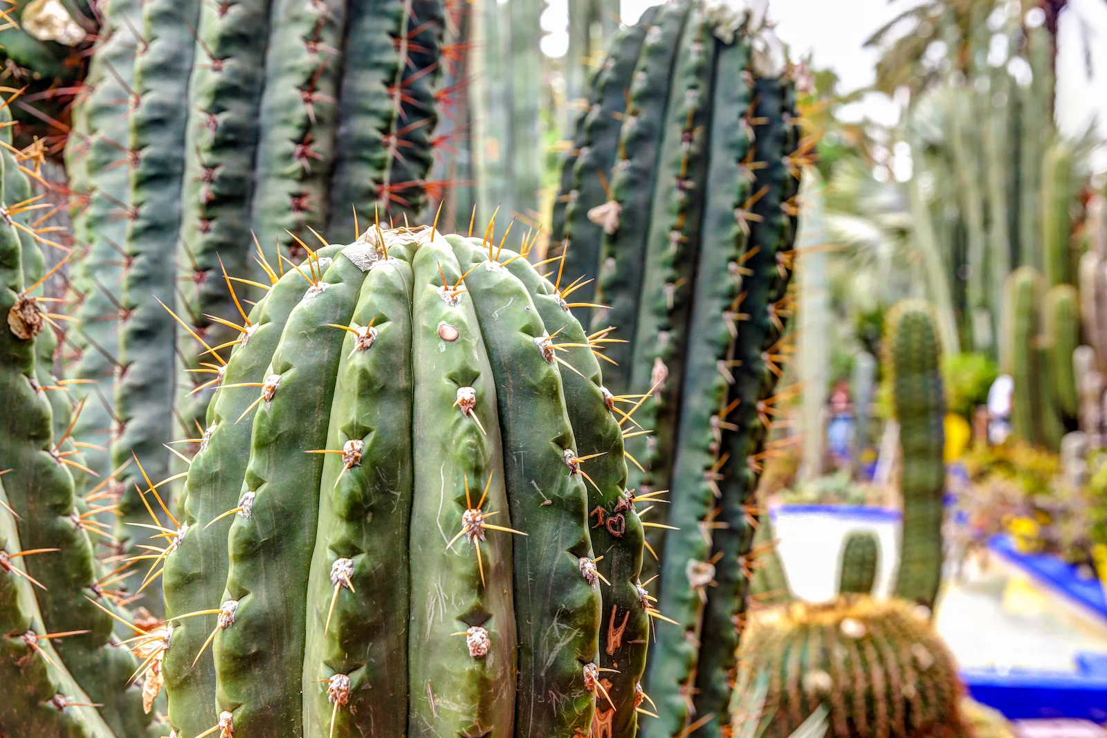 2019 MARRAKECH YSL GARDENS AND MUSEUM-21.JPG