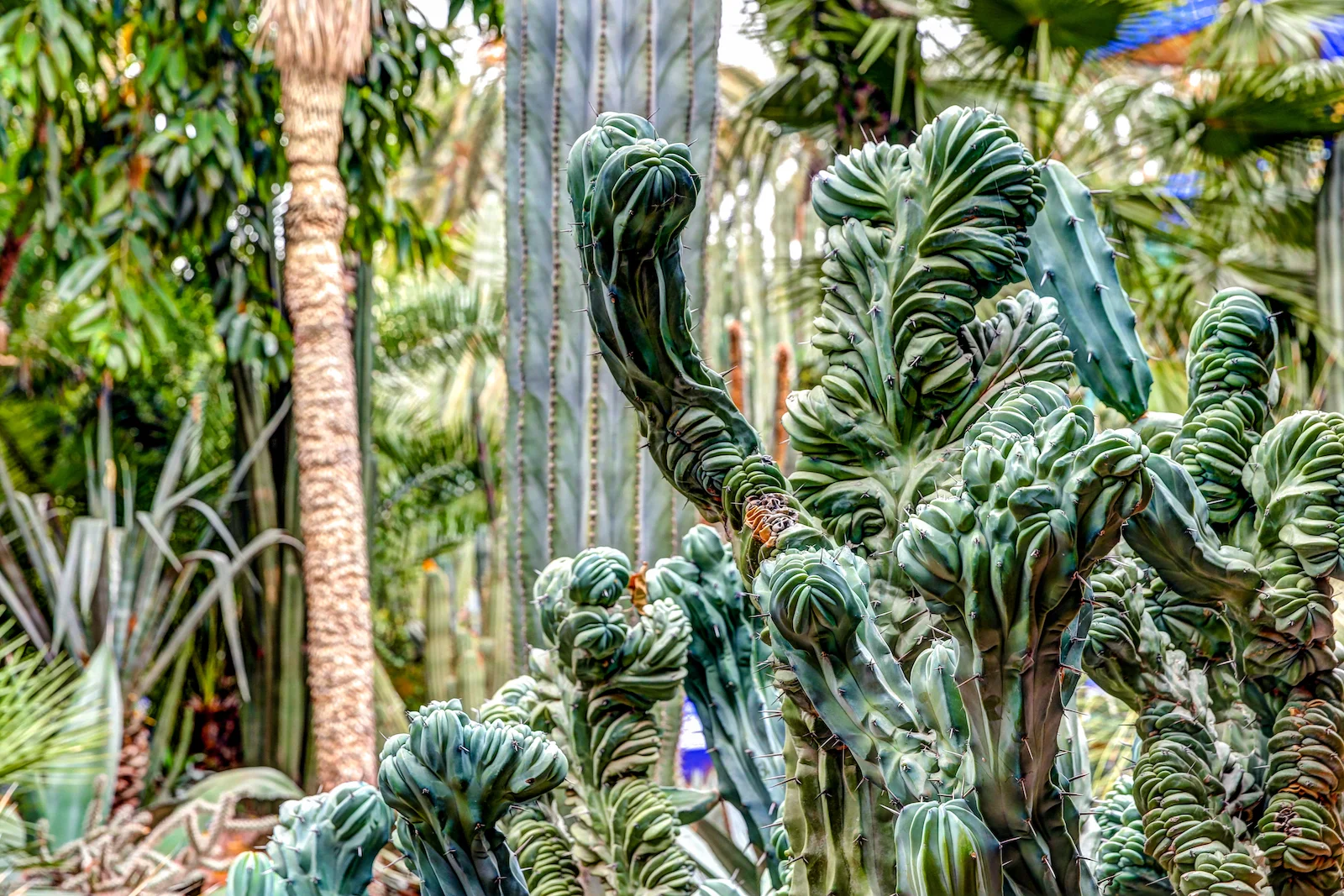 2019 MARRAKECH YSL GARDENS AND MUSEUM-29.JPG