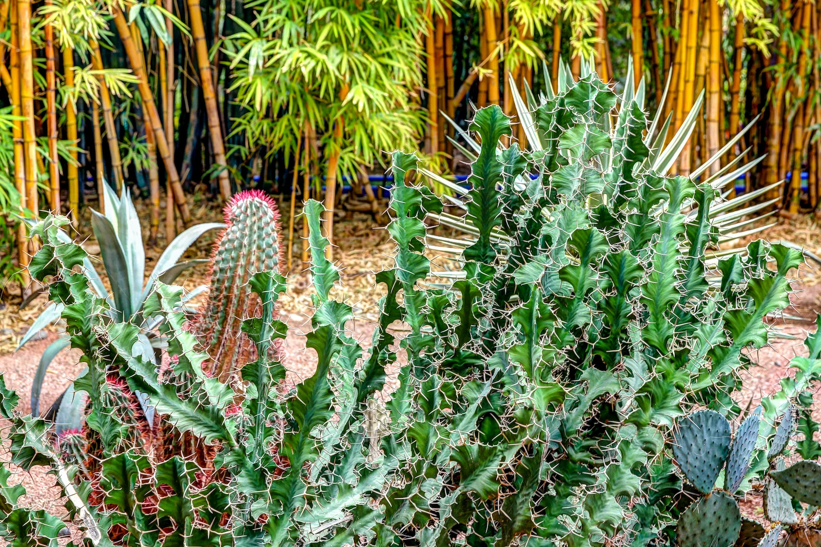 2019 MARRAKECH YSL GARDENS AND MUSEUM-31.JPG