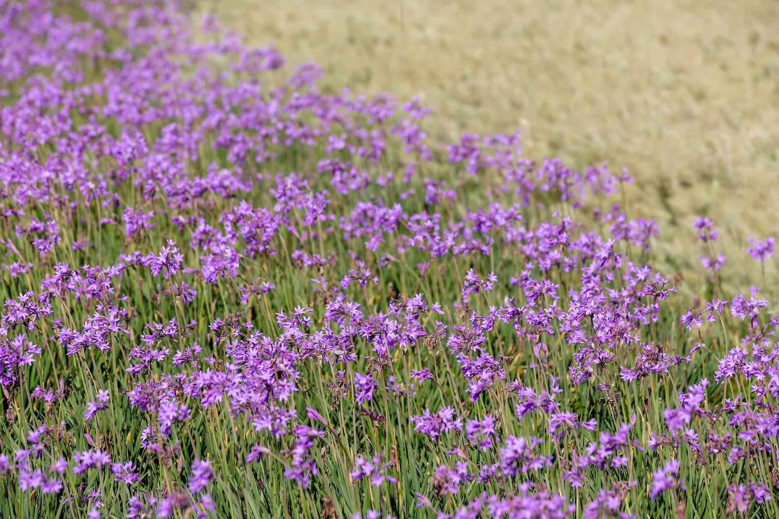 2019 ESSAOUIRA-7.JPG