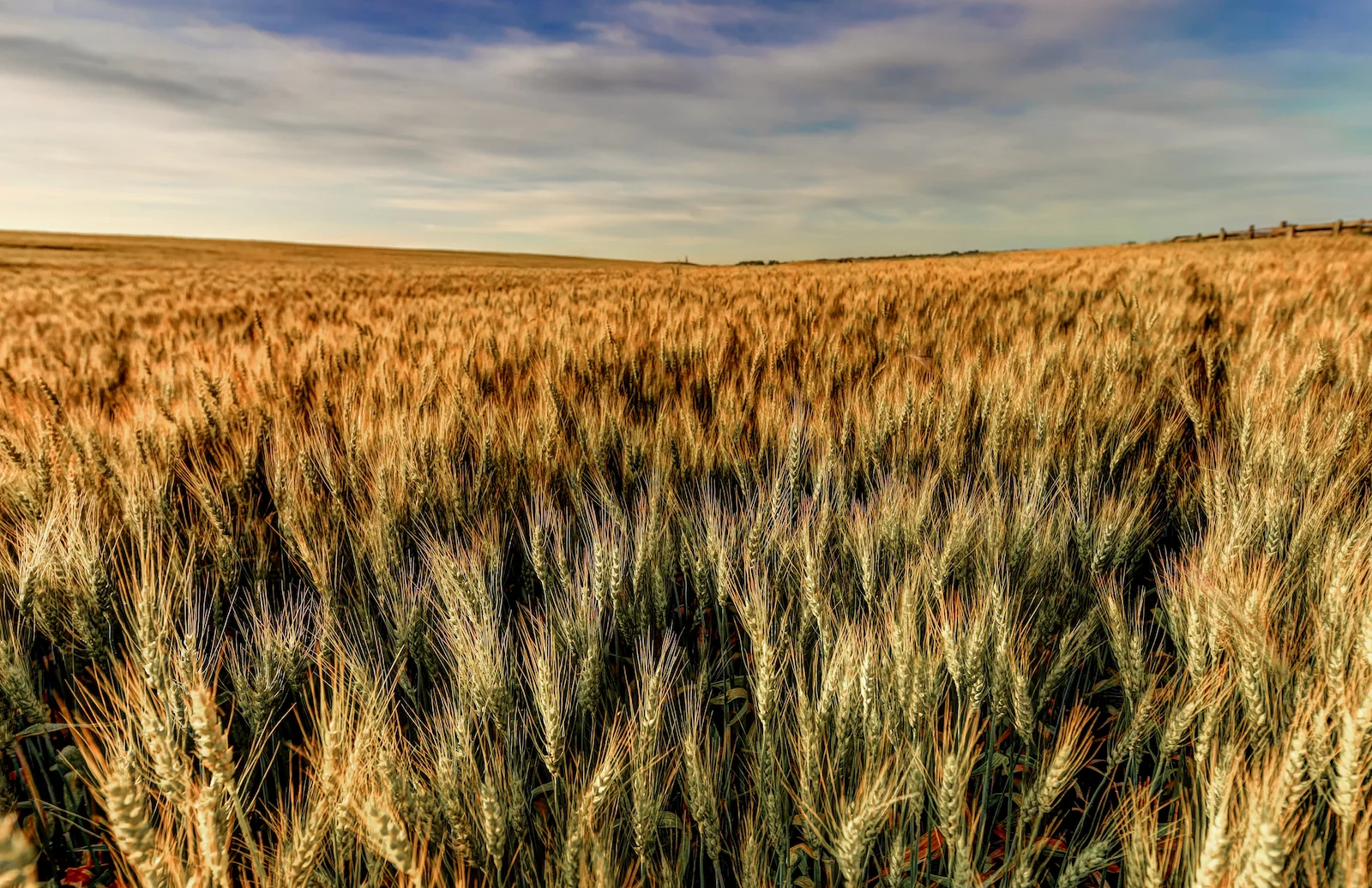 2019 Calgary Rural-5.JPG