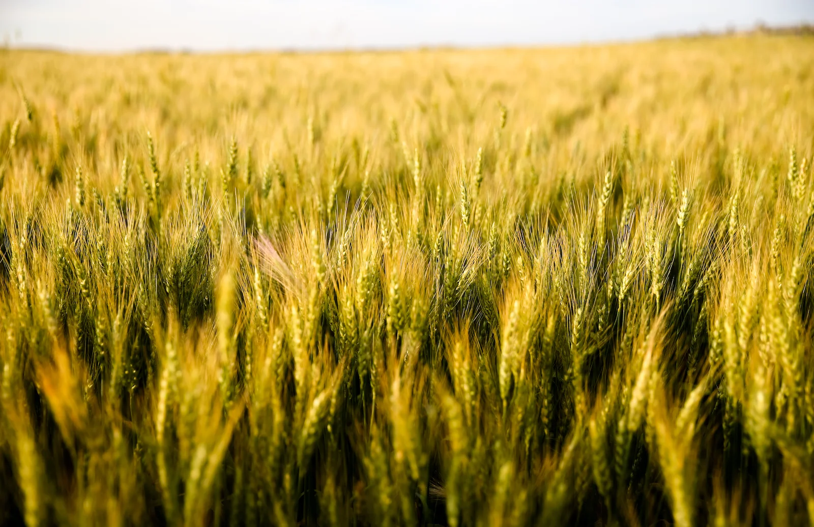 2019 Calgary Rural-7.JPG