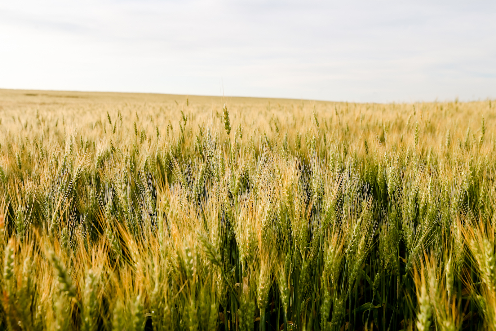 2019 Calgary Rural-8.JPG