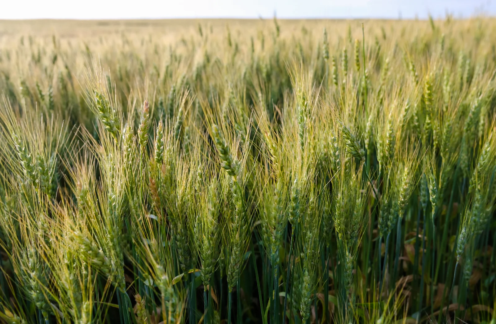 2019 Calgary Rural-9.JPG