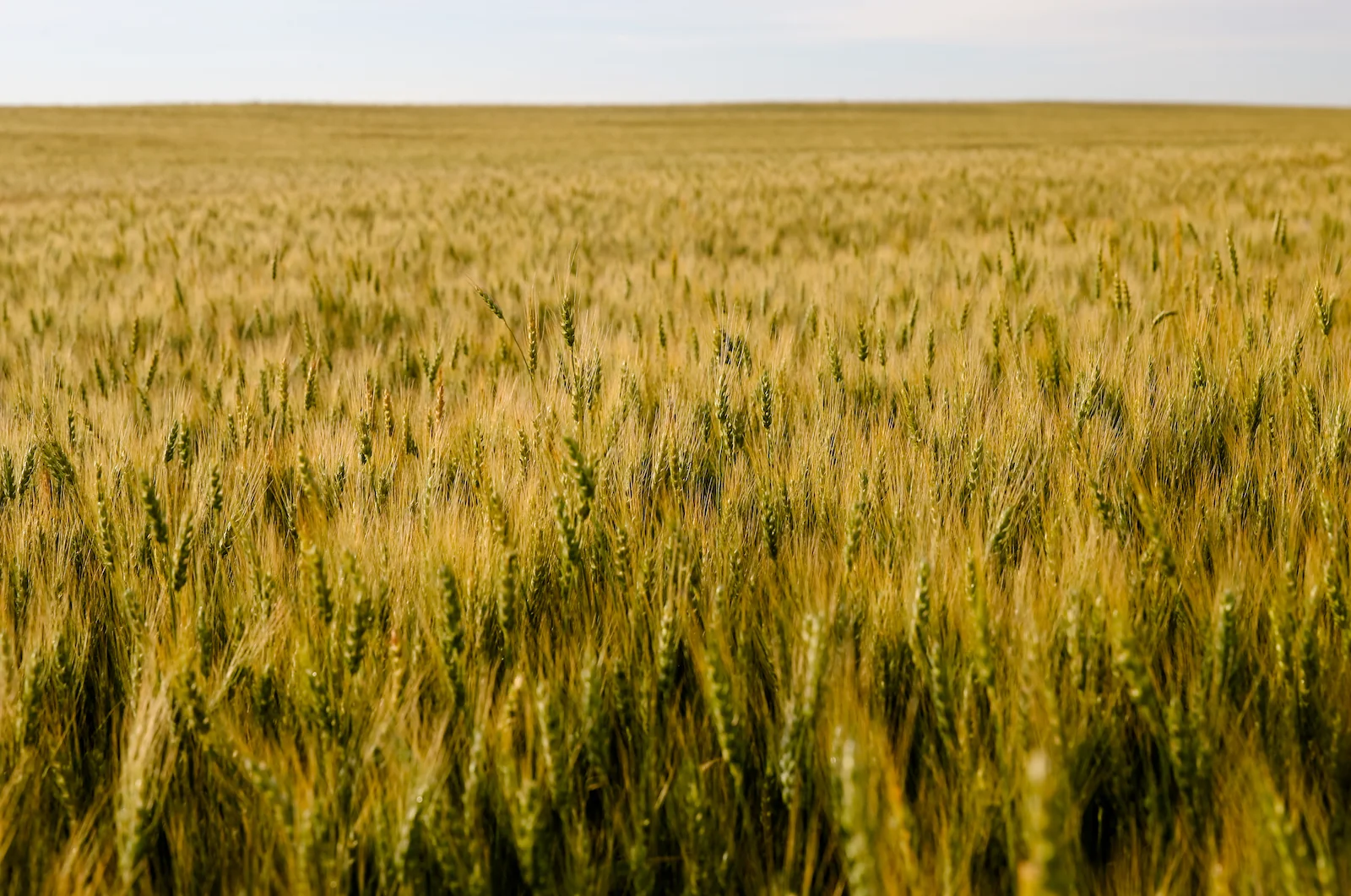 2019 Calgary Rural-10.JPG