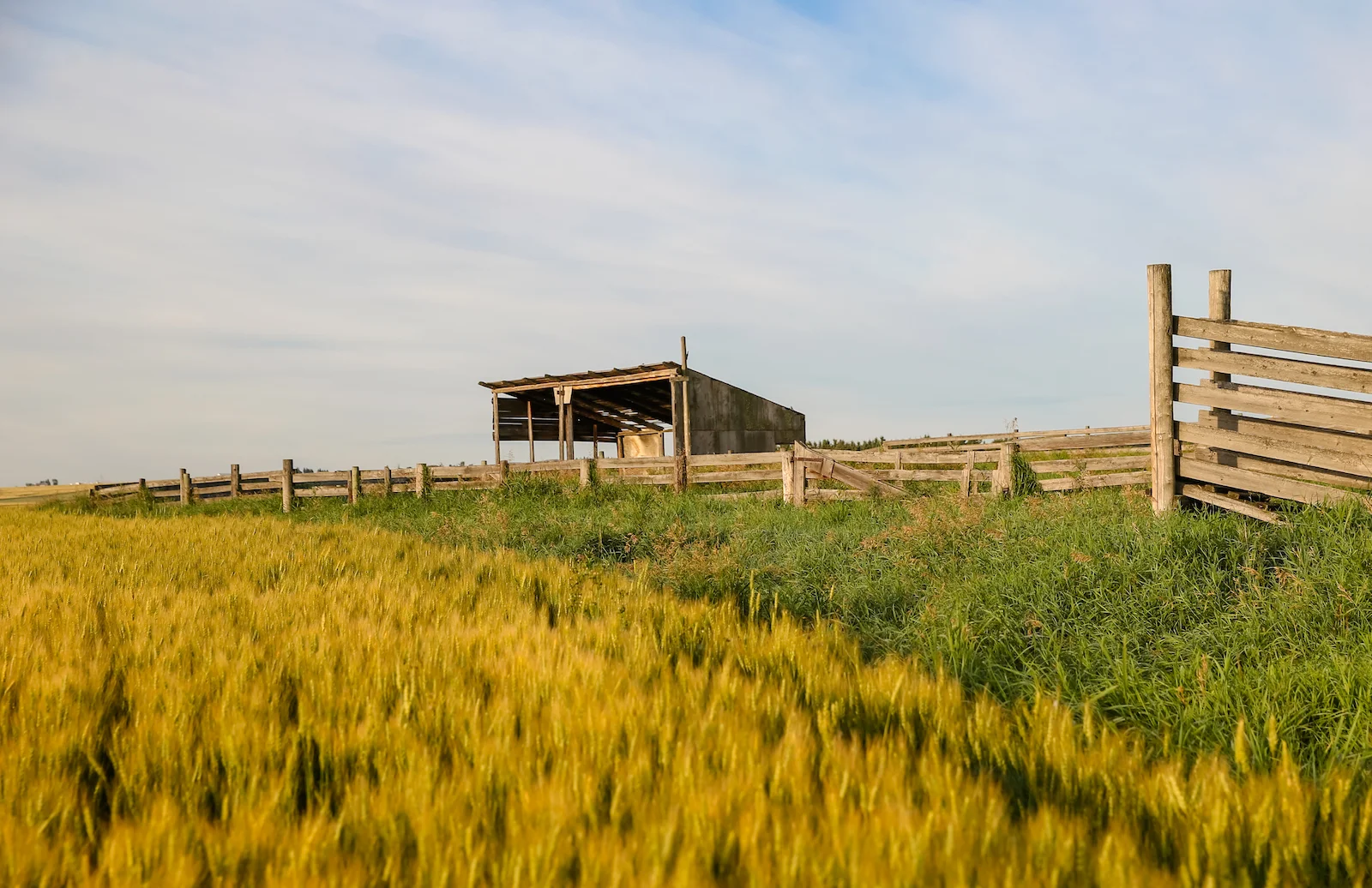 2019 Calgary Rural-12.JPG