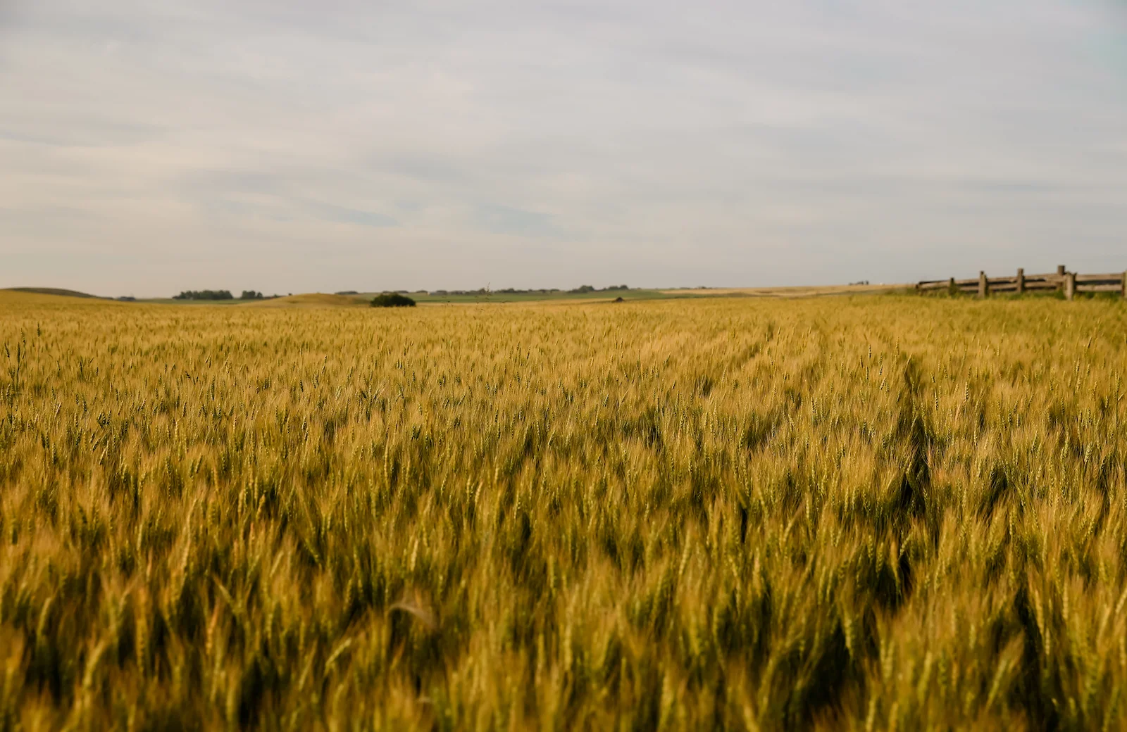 2019 Calgary Rural-13.JPG