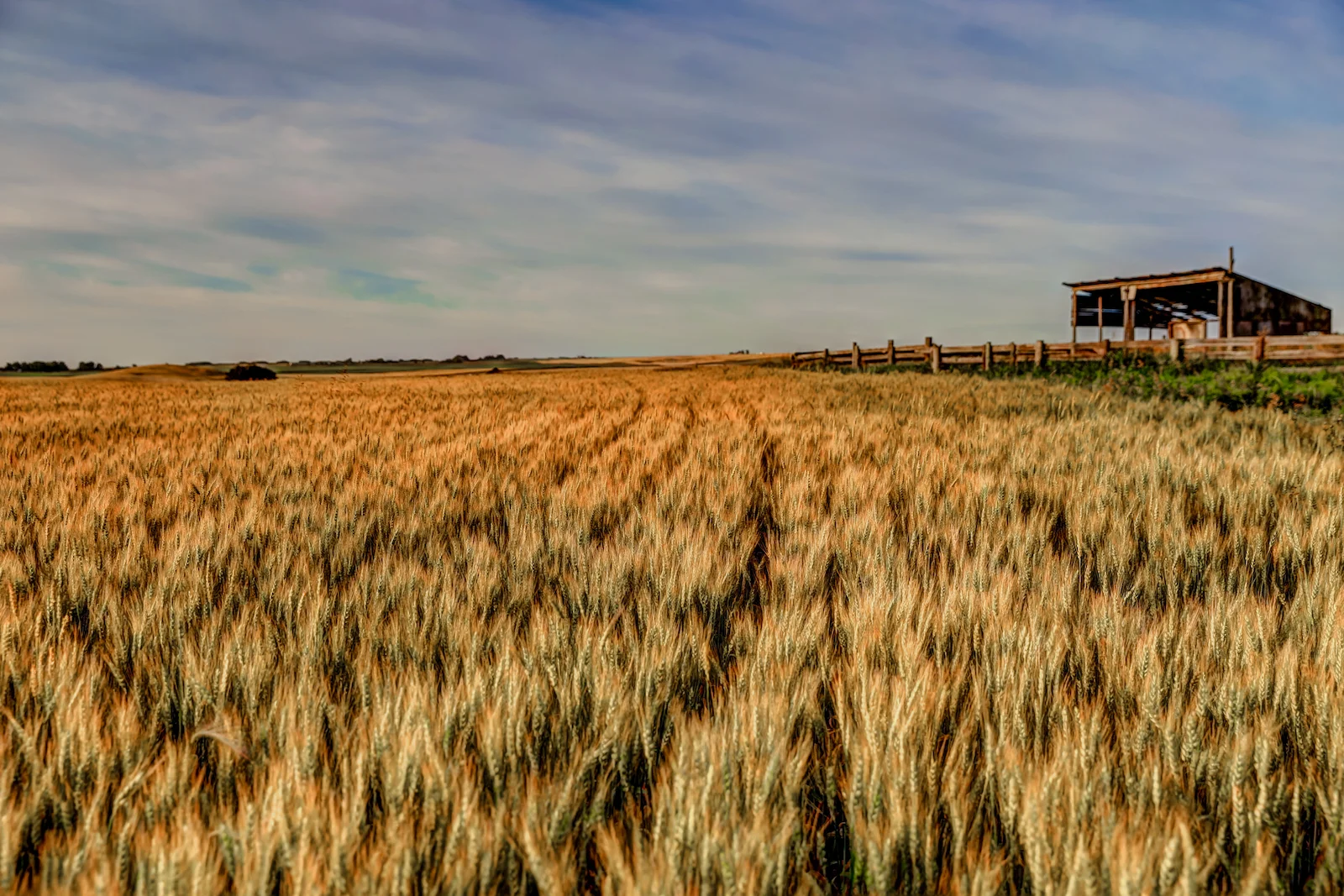 2019 Calgary Rural-14.JPG