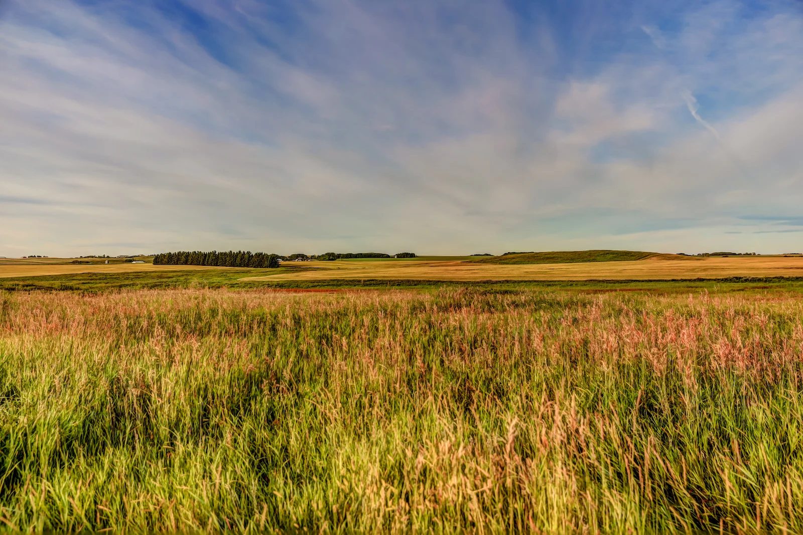 2019 Calgary Rural-17.JPG