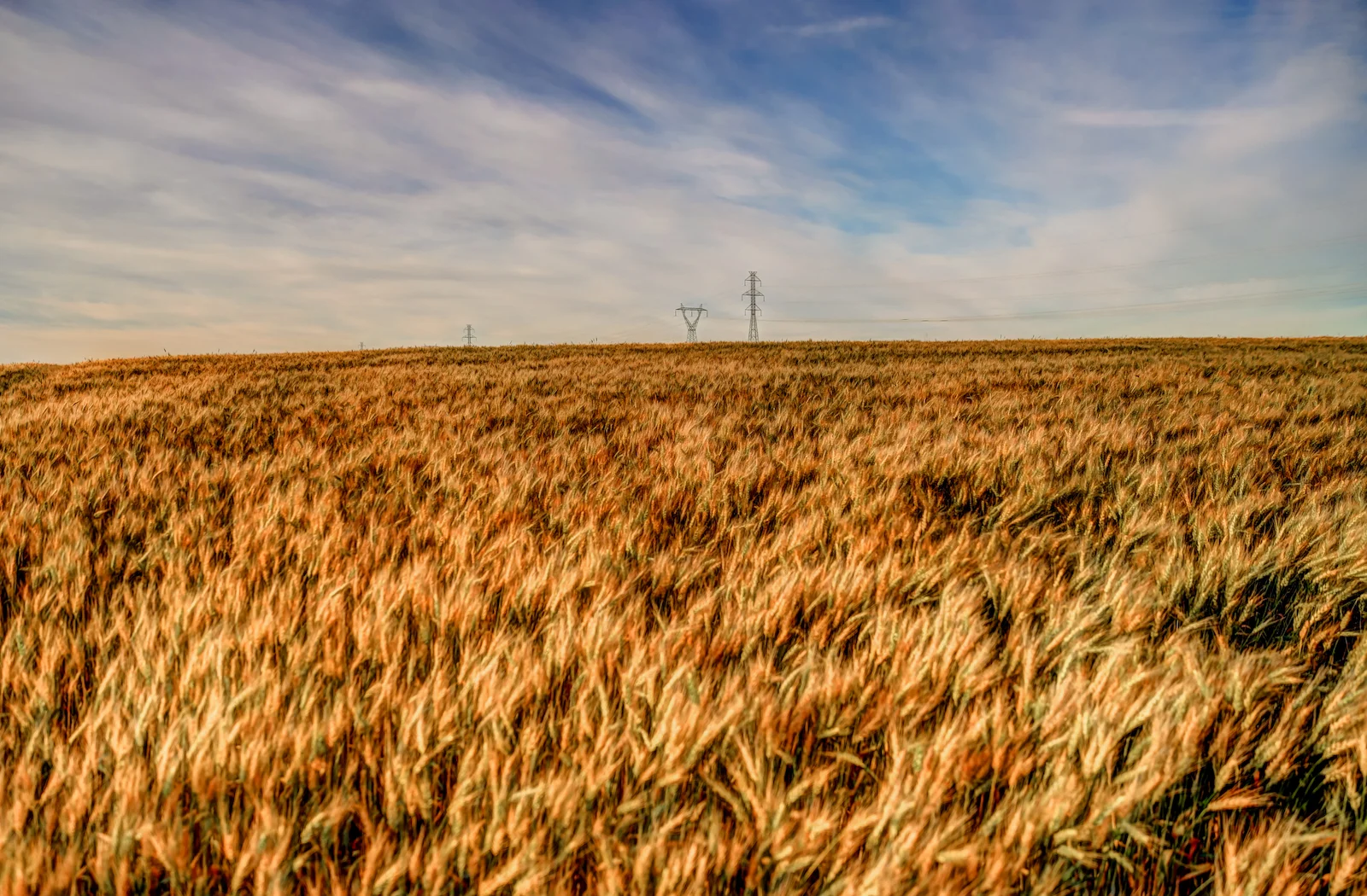 2019 Calgary Rural-21.JPG