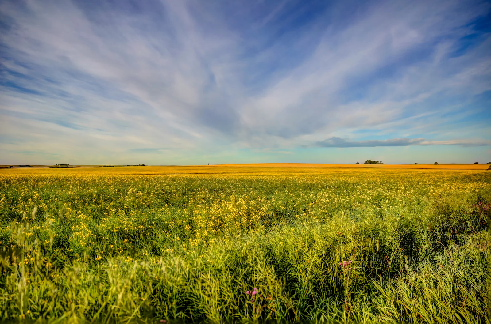 2019 Calgary Rural-27.JPG