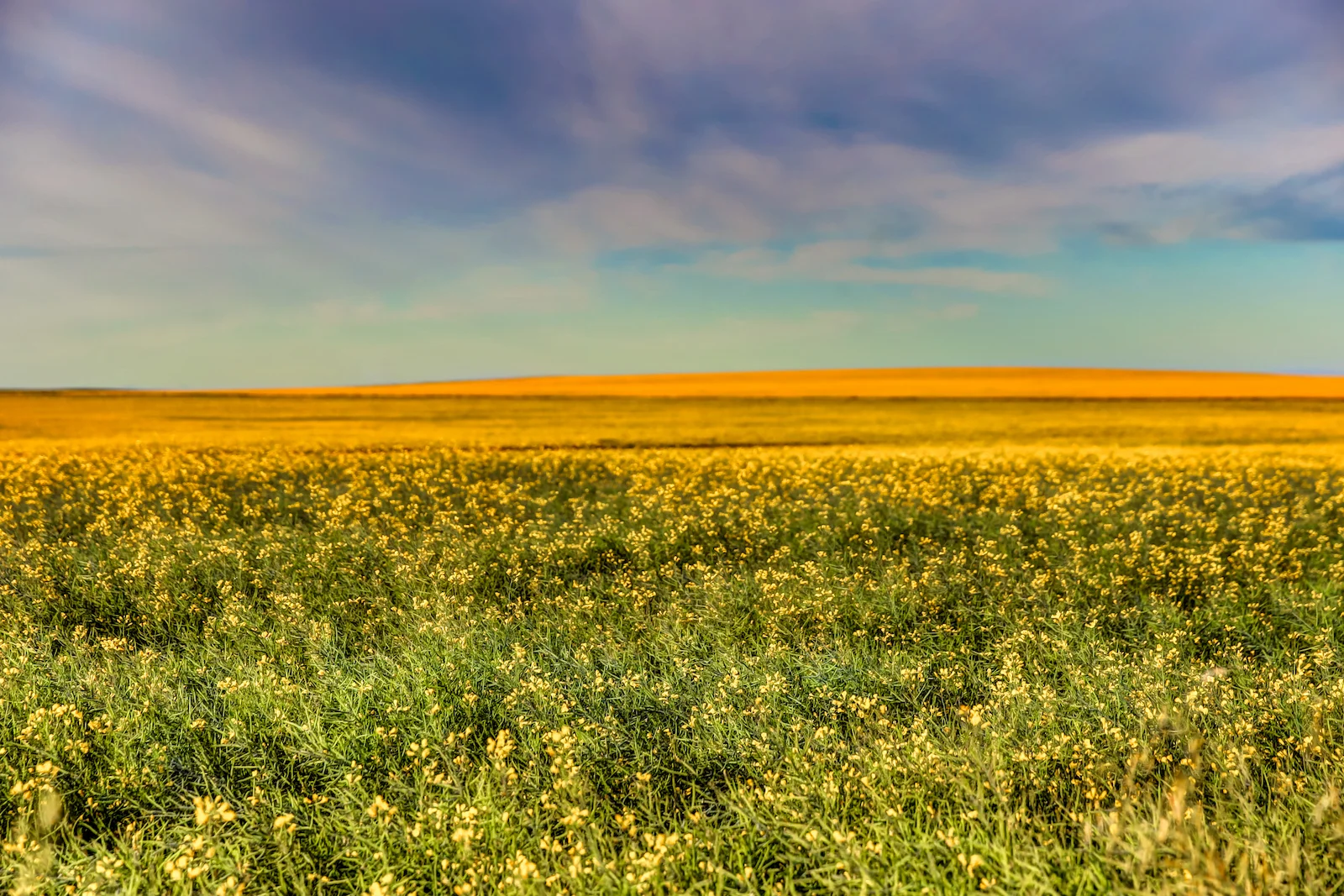 2019 Calgary Rural-30.JPG