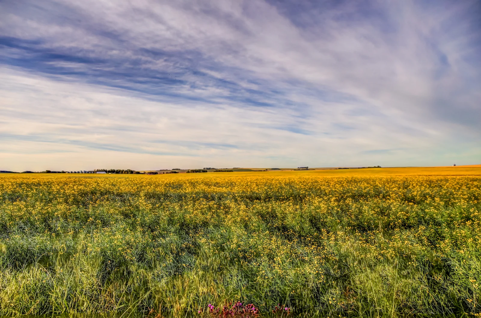 2019 Calgary Rural-31.JPG