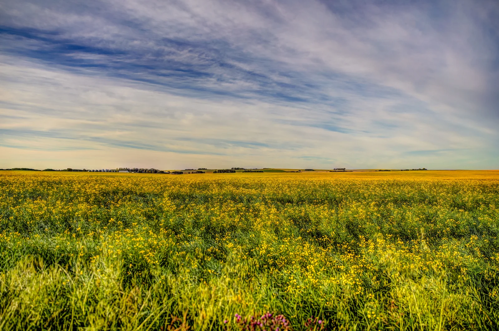 2019 Calgary Rural-32.JPG