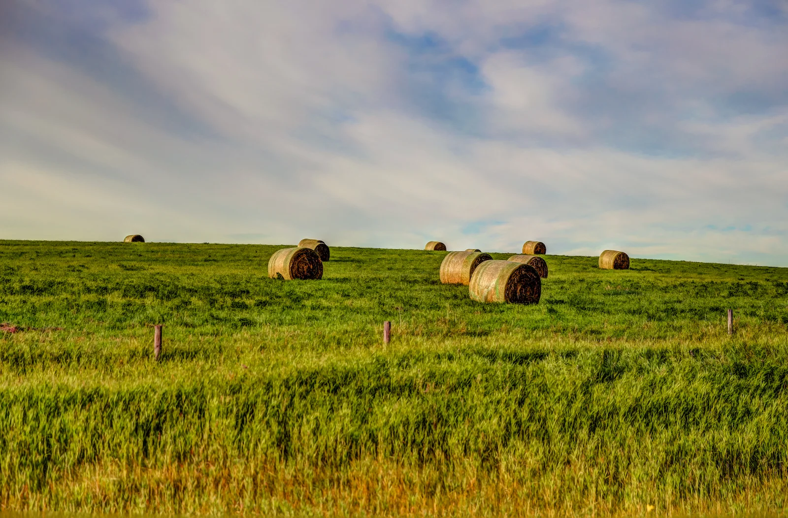 2019 Calgary Rural-37.JPG
