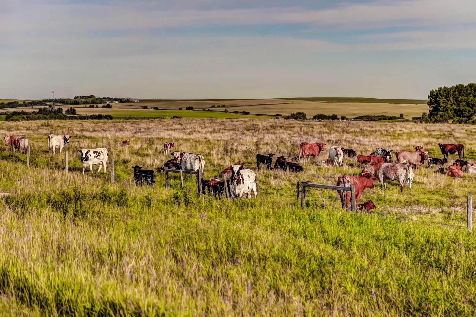 2019 Calgary Rural-40.JPG