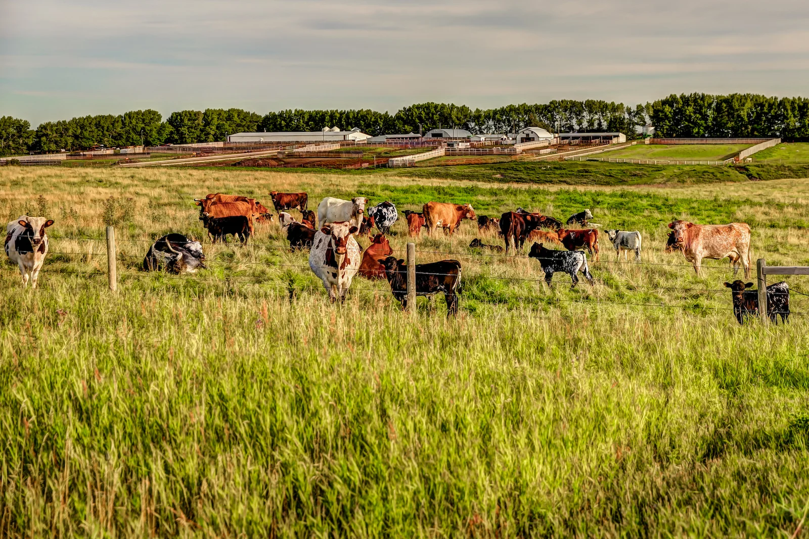 2019 Calgary Rural-41.JPG