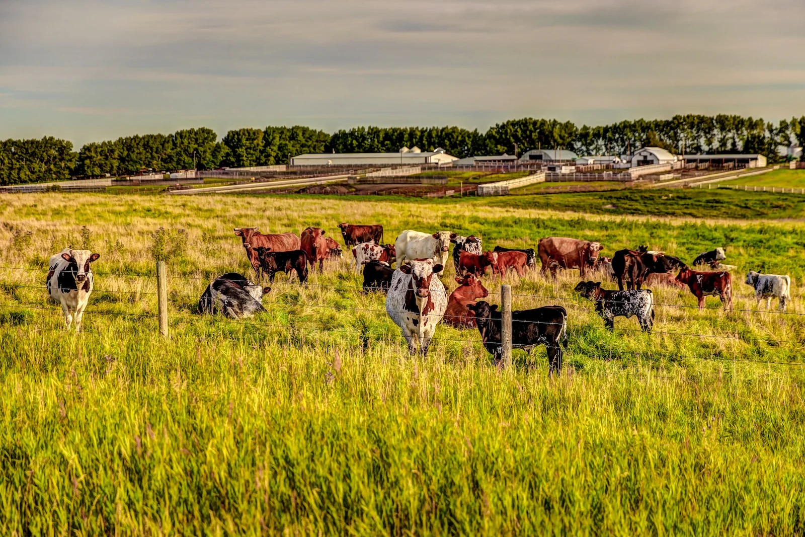 2019 Calgary Rural-42.JPG