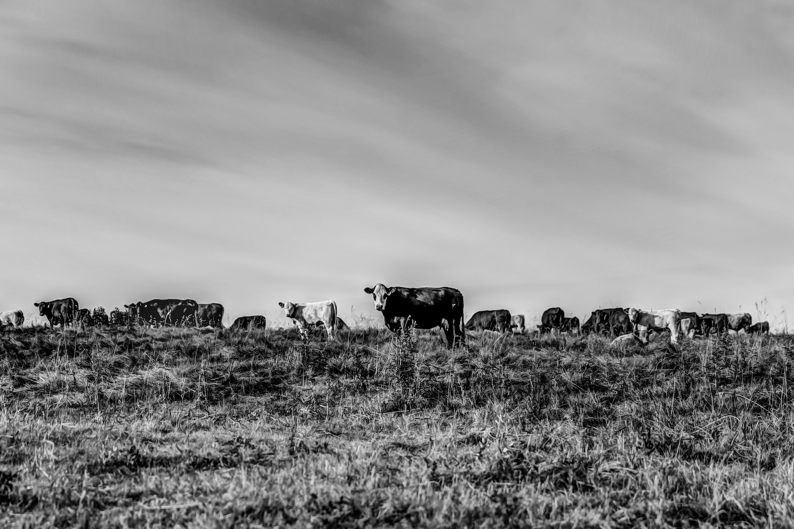 2019 Calgary Rural-45.JPG