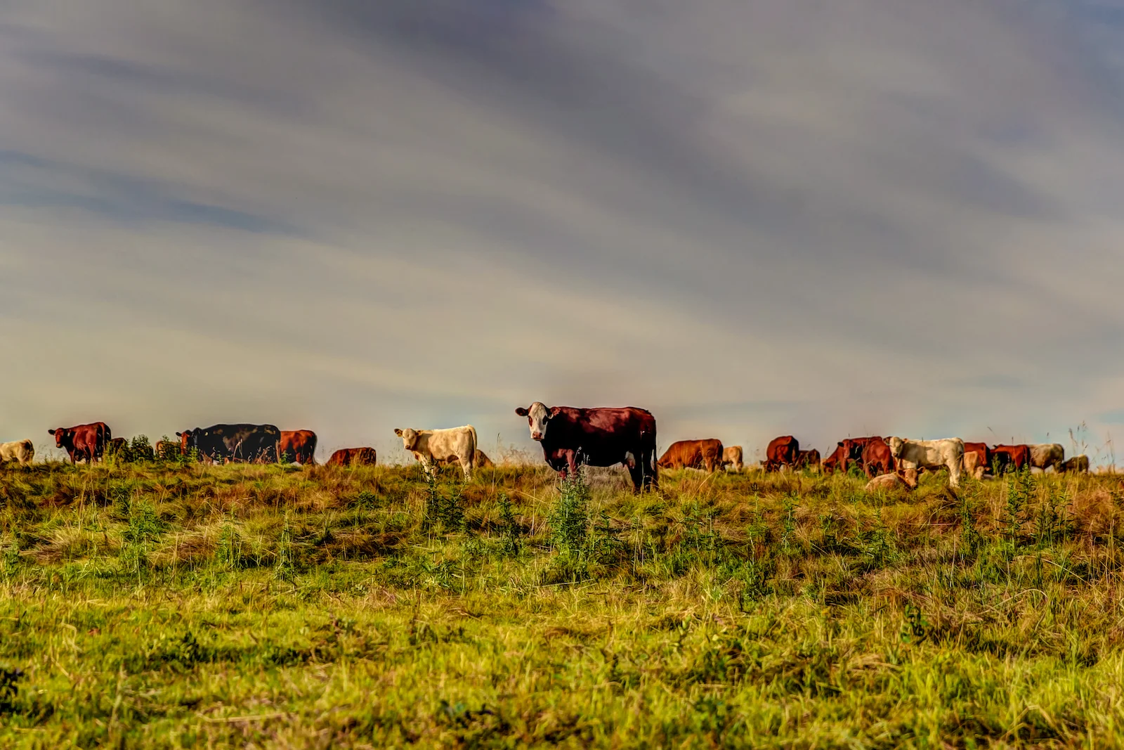 2019 Calgary Rural-44.JPG