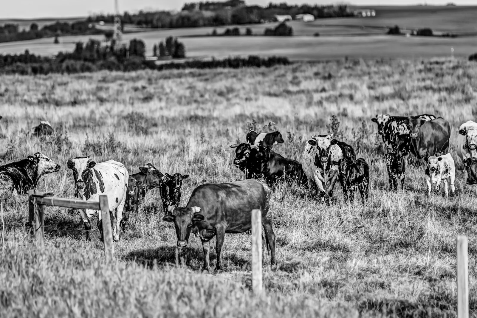 2019 Calgary Rural-46.JPG