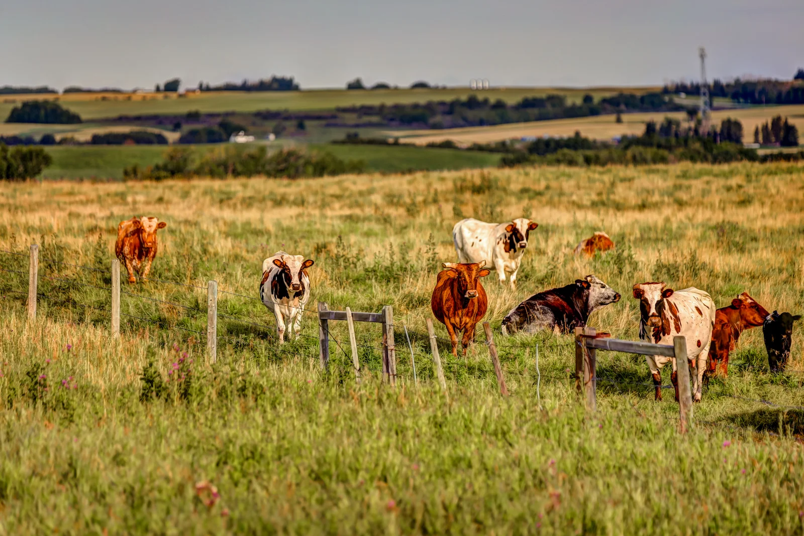 2019 Calgary Rural-47.JPG