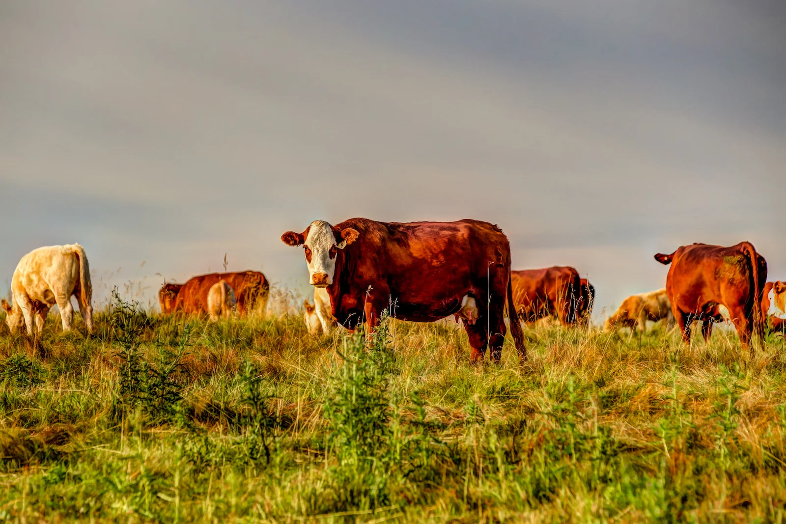2019 Calgary Rural-49.JPG