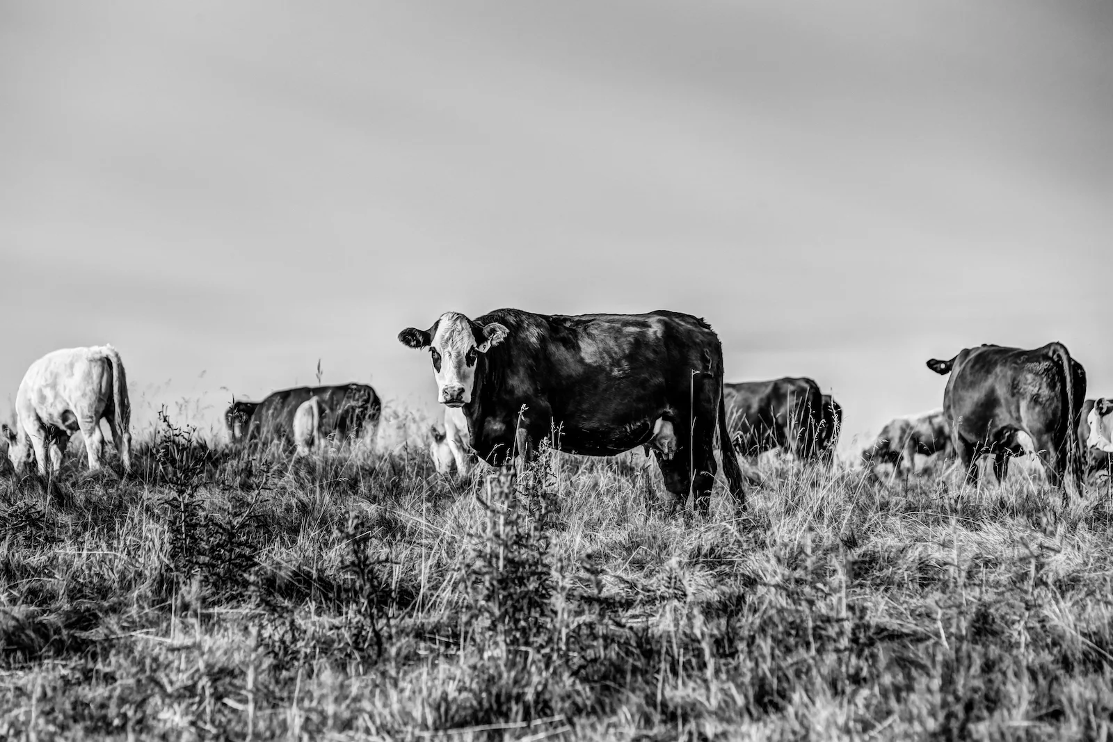 2019 Calgary Rural-50.JPG