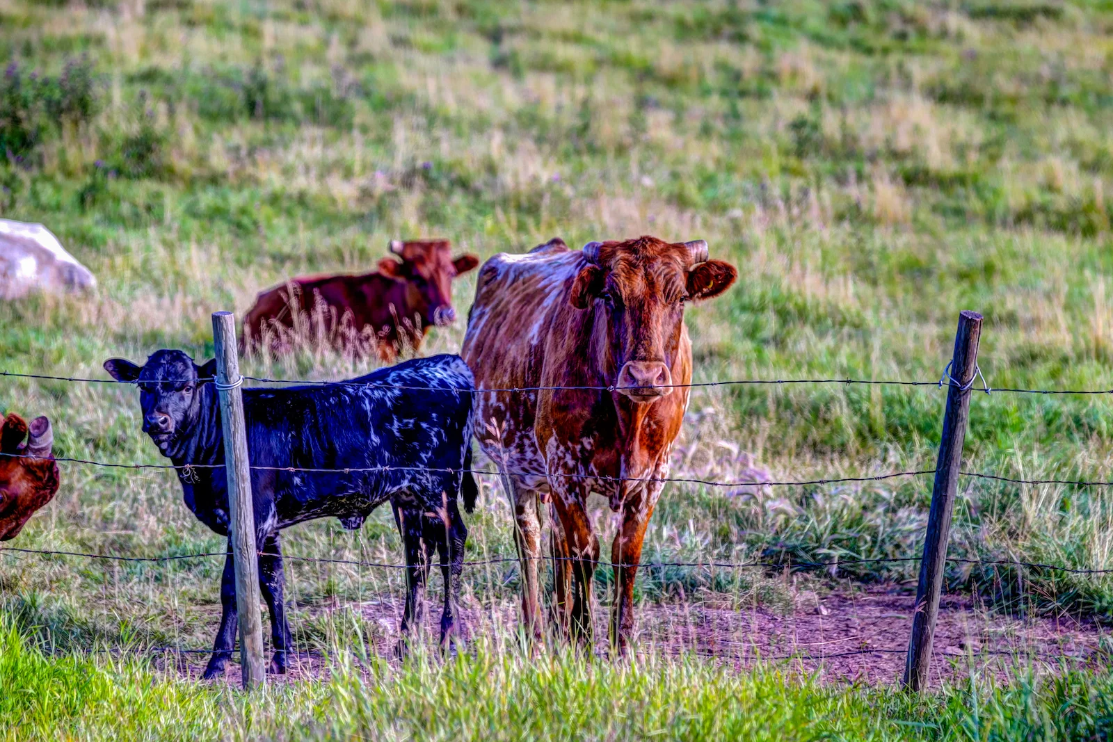 2019 Calgary Rural-52.JPG