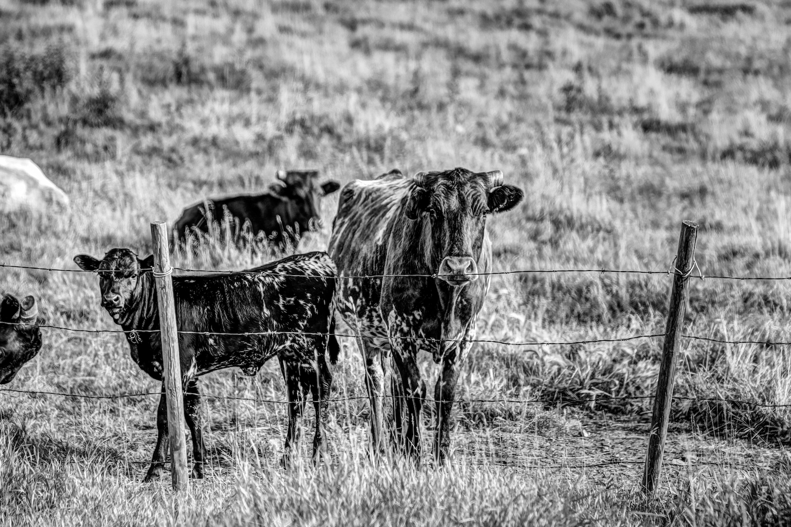 2019 Calgary Rural-53.JPG